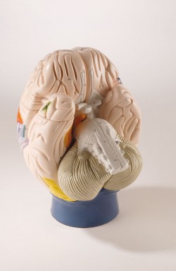 Neuroanatomiczny model mózgu, 4-częściowy, 2-krotnie powiększony - Image no.: 2