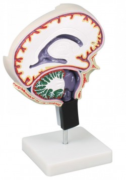 Model krążenia płynu mózgowo rdzeniowego - Image no.: 2
