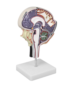 Model krążenia płynu mózgowo rdzeniowego - Image no.: 1