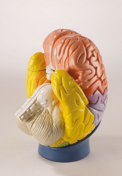 Model mózgu, 2-krotnie powiększony - Image no.: 2