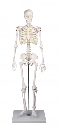 Miniatura szkieletu ludzkiego "Tom", 1/2 naturalnej wielkości - Image no.: 1
