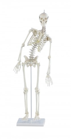 Miniaturowy szkielet „Paul” z ruchomym kręgosłupem - Image no.: 1