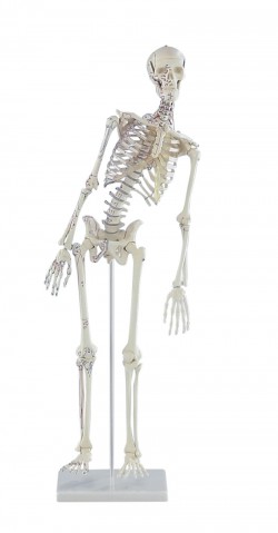 Ruchomy miniaturowy szkielet „Fred” z oznaczeniami mięśni i elastycznym kręgosłupem - Image no.: 1