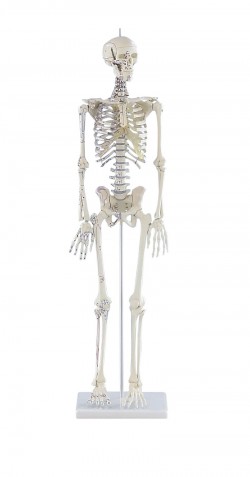 Miniaturowy szkielet „Daniel” z oznaczeniami mięśni - Image no.: 1