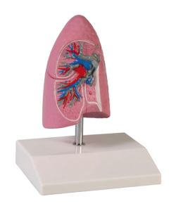 Model połowy płuca, 1/2 naturalnych rozmiarów - Image no.: 1