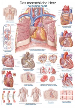 Plansza anatomiczna - Ludzkie serce - Image no.: 1