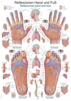 Plansza anatomiczna - Strefy refleksyjne (dłoń i stopa) - Image no.: 1