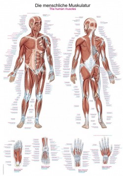 Plansza antomiczna - układ mięśniowy człowieka, 50x70cm - Image no.: 1