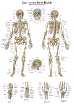 Plansza anatomiczna - ludzki szkielet - Image no.: 1
