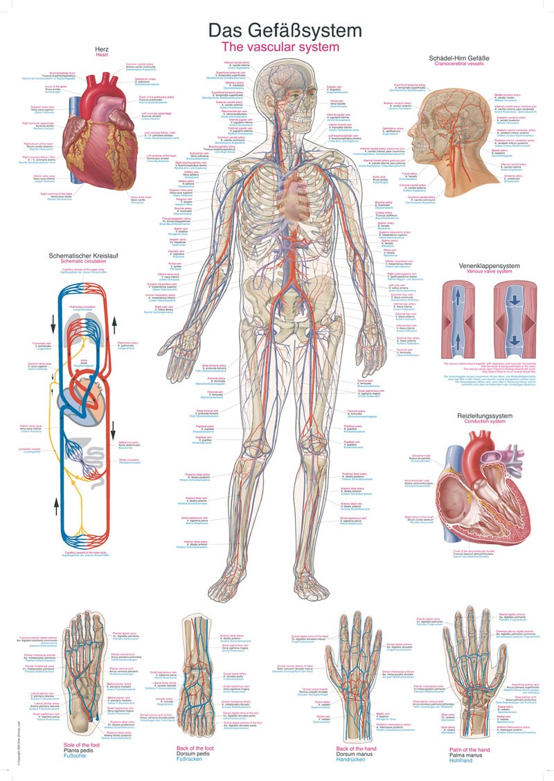 Plansza anatomiczna - układ naczyniowy człowieka - Image no.: 1