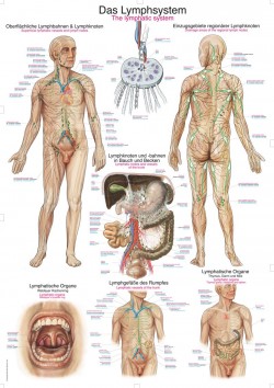 Plansza anatomiczna - układ limfatyczny człowieka - Image no.: 1