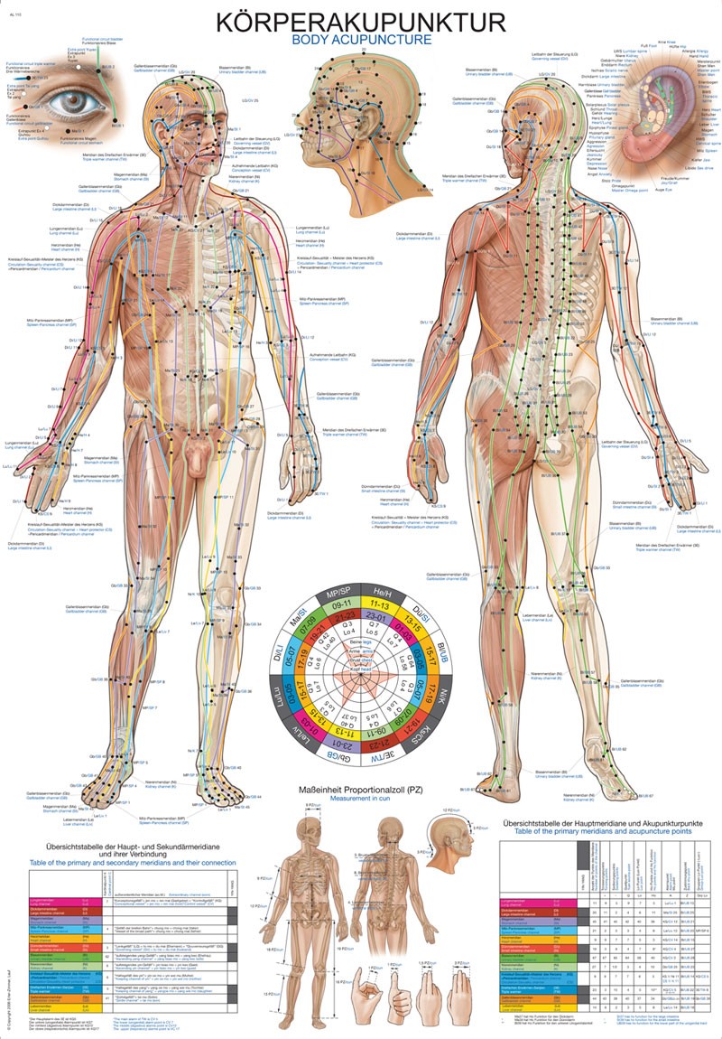Plansza anatomiczna - Akupunktura ciała - Image no.: 1