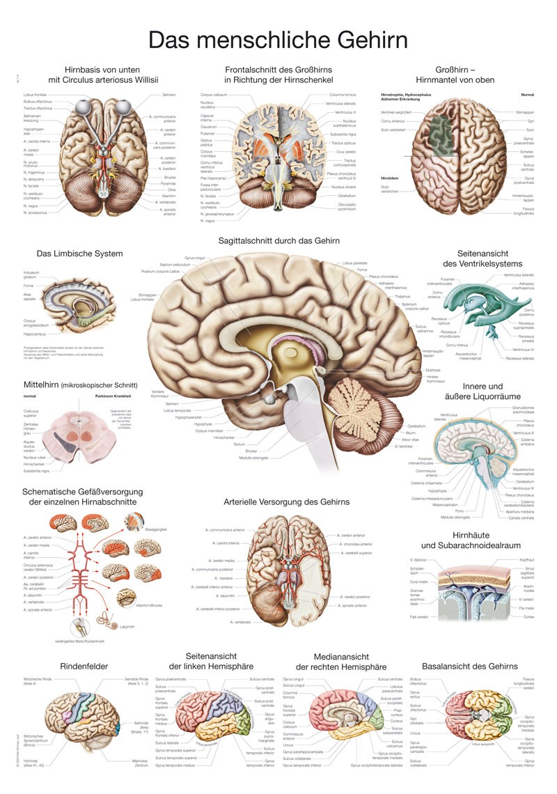 Plansza anatomiczna - mózg ludzki, 50x70cm - Image no.: 1