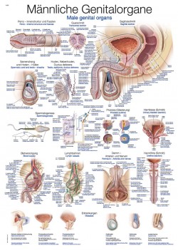 Plansza anatomiczna - męskie narządy płciowe - Image no.: 1