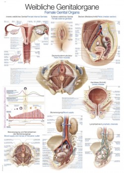 Plansza anatomiczna - żeńskie narządy płciowe - Image no.: 1