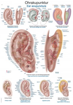 Plansza anatomiczna - akupunktura ucha - Image no.: 1