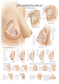 Plansza anatomiczna - kobieca pierś, 50x70cm - Image no.: 1