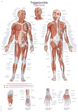 Plansza anatomiczna - punkty spustowe - Image no.: 1