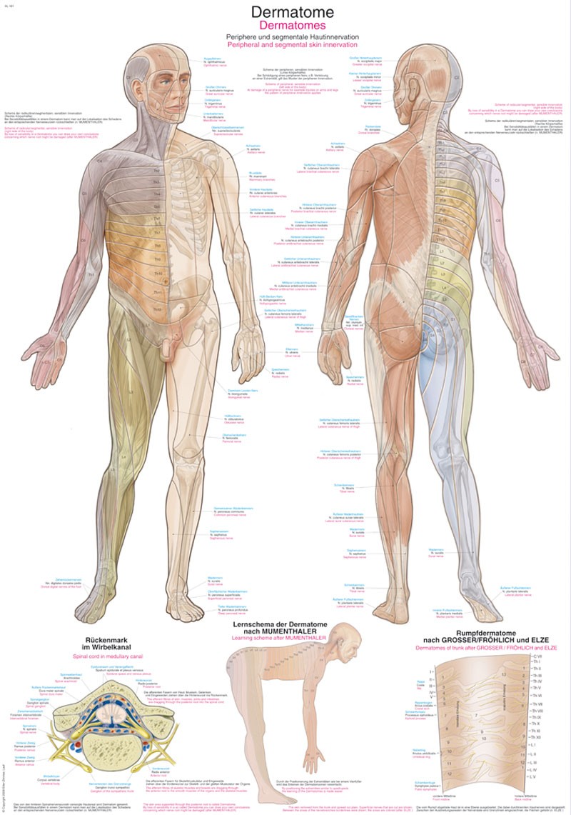 Plansza anatomiczna - dermatomy, 50x70cm - Image no.: 1