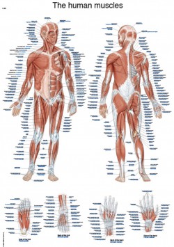 Plansza anatomiczna - układ mięśniowy człowieka, 50x70cm (j. angielski i łaciński) - Image no.: 1