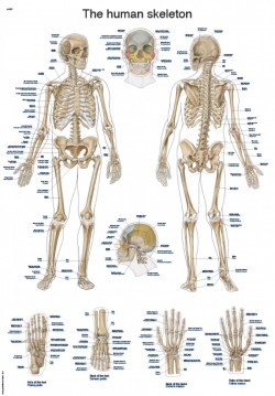 Plansza anatomiczna - ludzki szkielet (j. angielski i łaciński) - Image no.: 1