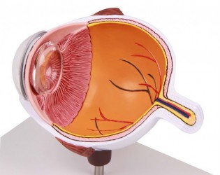 Połowa oka, model powiększony - Image no.: 2
