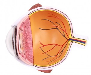 Połowa oka, model powiększony - Image no.: 6