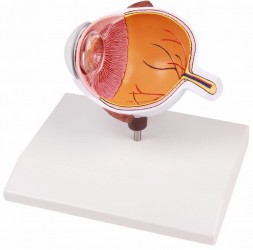 Połowa oka, model powiększony - Image no.: 1