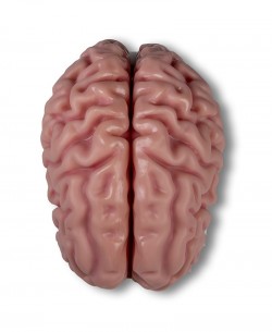 Anatomiczny model mózgu, naturalna wielkość, 5 części - Image no.: 2