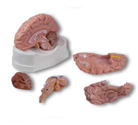 Anatomiczny model mózgu, naturalna wielkość, 5 części - Image no.: 4