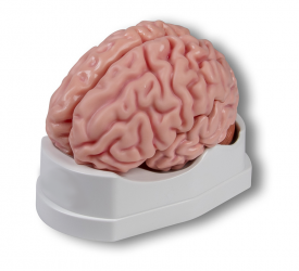 Anatomiczny model mózgu, naturalna wielkość, 5 części - Image no.: 1