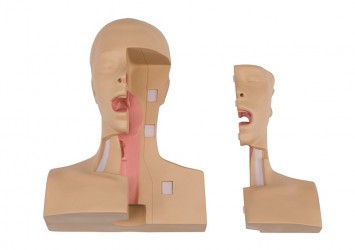 Symulator do nauki tracheostomii - Image no.: 2