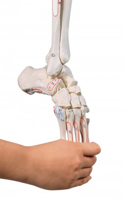 Model kończyny dolnej z połową miednicy, elastyczną stopą i oznaczeniami mięśni - Image no.: 2