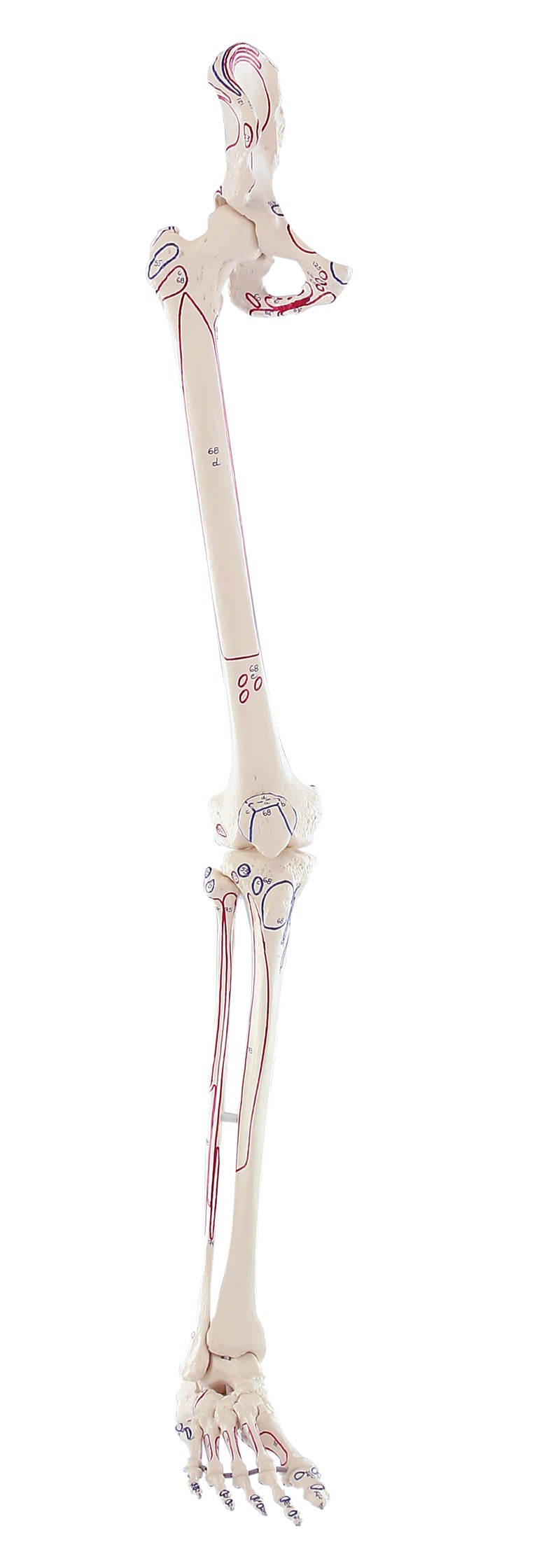 Model kończyny dolnej z połową miednicy, elastyczną stopą i oznaczeniami mięśni - Image no.: 1