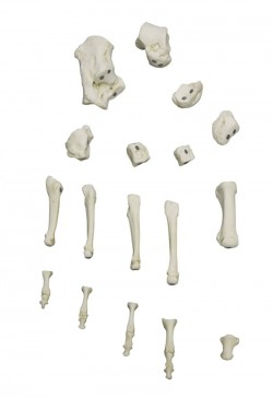 Model prawej stopy z kośćmi na magnes - Image no.: 2