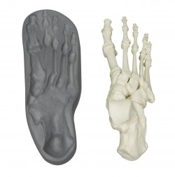 Model prawej stopy z kośćmi na magnes - Image no.: 1