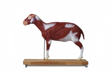 Model owcy, 12 cześci, 2/3 naturalnych rozmiarów - Image no.: 3