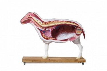 Model owcy, 12 cześci, 2/3 naturalnych rozmiarów - Image no.: 8