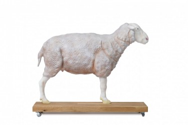 Model owcy, 12 cześci, 2/3 naturalnych rozmiarów - Image no.: 1