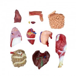 Model Świni Hodowlanej, 20 części, 1/2 wymiarów naturalnych, wyjmowane narządy - Image no.: 10