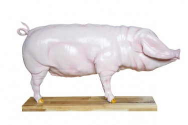 Model Świni Hodowlanej, 20 części, 1/2 wymiarów naturalnych, wyjmowane narządy - Image no.: 2