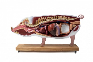 Model Świni Hodowlanej, 20 części, 1/2 wymiarów naturalnych, wyjmowane narządy - Image no.: 3