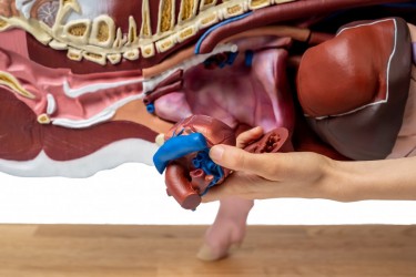 Model Świni Hodowlanej, 20 części, 1/2 wymiarów naturalnych, wyjmowane narządy - Image no.: 4
