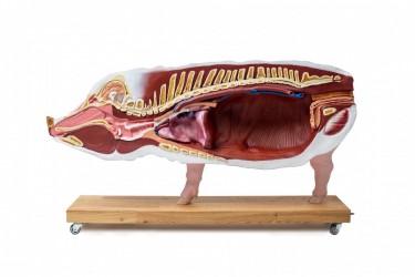 Model Świni Hodowlanej, 20 części, 1/2 wymiarów naturalnych, wyjmowane narządy - Image no.: 5