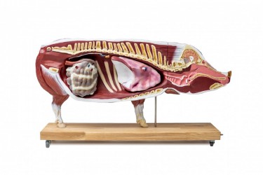 Model Świni Hodowlanej, 20 części, 1/2 wymiarów naturalnych, wyjmowane narządy - Image no.: 6