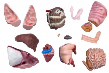 Model Świni Hodowlanej, 20 części, 1/2 wymiarów naturalnych, wyjmowane narządy - Image no.: 7