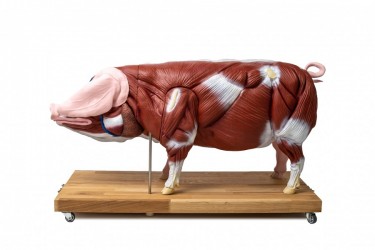 Model Świni Hodowlanej, 20 części, 1/2 wymiarów naturalnych, wyjmowane narządy - Image no.: 1