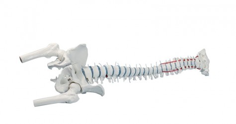 Model kręgosłupa z fragmentami kości udowych (wersja bez statywu) - Image no.: 1