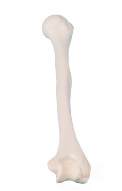 Kość ramienna  - Image no.: 1