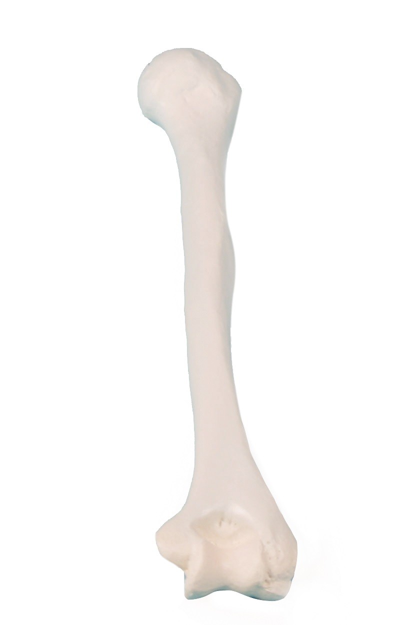 Kość ramienna  - Image no.: 1